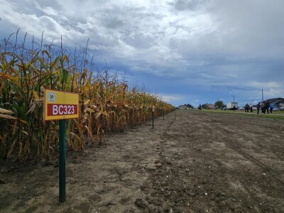 Dan polja BC kukuruza i sorata soje u Rugvici