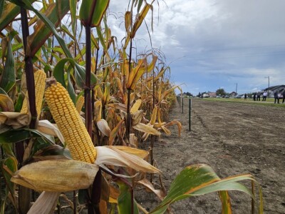 Dan polja BC kukuruza i sorata soje u Rugvici