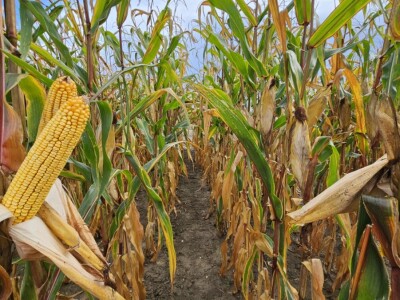 Dan polja BC kukuruza i sorata soje u Rugvici