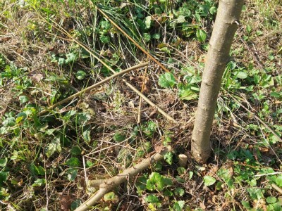 Kako špaga može da napravi problem stablu? Kako špaga može da napravi problem stablu?