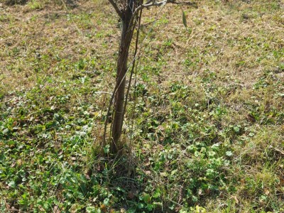 Kako špaga može da napravi problem stablu? Kako špaga može da napravi problem stablu?