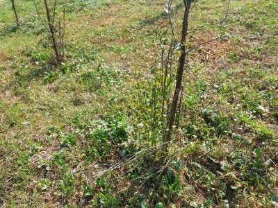 Kako špaga može da napravi problem stablu? Kako špaga može da napravi problem stablu?
