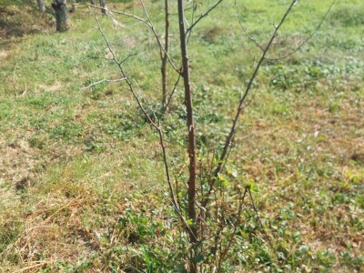 Kako špaga može da napravi problem stablu? Kako špaga može da napravi problem stablu?