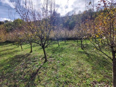 Retrovegetacija voća