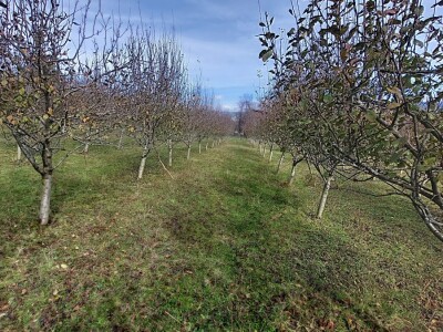 Retrovegetacija voća