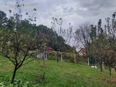 Retrovegetacija voća