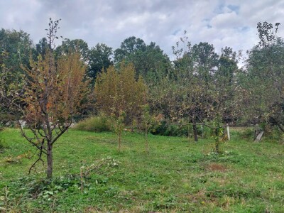 Retrovegetacija voća