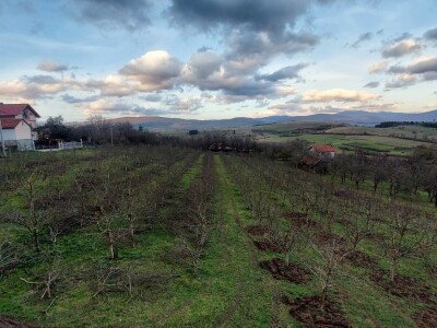 Zimska rezidba šljiva