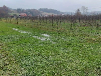 Sadnja voća na terenima koji plave
