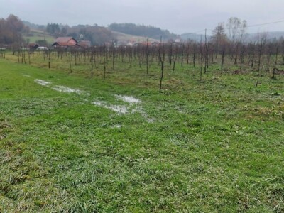 Sadnja voća na terenima koji plave Sadnja voća na terenima koji plave