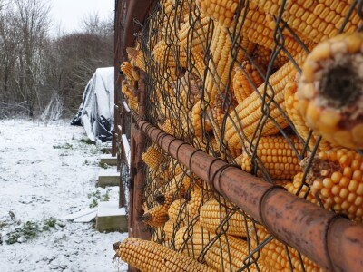 Snijeg 8.1.2024. - čardak, strojevi, polje, voćke, kovaljice...