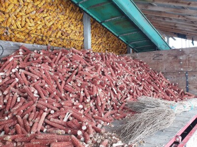 Snijeg 8.1.2024. - čardak, strojevi, polje, voćke, kovaljice...