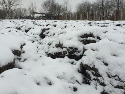 Snijeg 8.1.2024. - čardak, strojevi, polje, voćke, kovaljice...