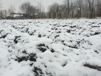 Snijeg 8.1.2024. - čardak, strojevi, polje, voćke, kovaljice...