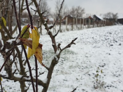 Snijeg 8.1.2024. - čardak, strojevi, polje, voćke, kovaljice...