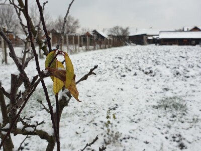 Snijeg 8.1.2024. - čardak, strojevi, polje, voćke, kovaljice...