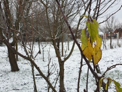 Snijeg 8.1.2024. - čardak, strojevi, polje, voćke, kovaljice...