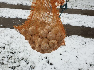 Snijeg 8.1.2024. - čardak, strojevi, polje, voćke, kovaljice...