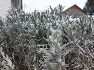 Snijeg 8.1.2024. - čardak, strojevi, polje, voćke, kovaljice...