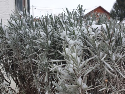 Snijeg 8.1.2024. - čardak, strojevi, polje, voćke, kovaljice...