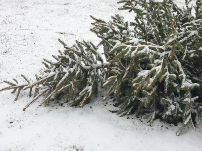 Snijeg 8.1.2024. - čardak, strojevi, polje, voćke, kovaljice...