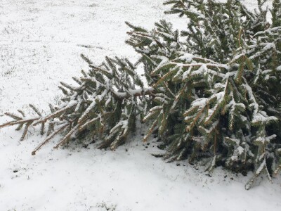 Snijeg 8.1.2024. - čardak, strojevi, polje, voćke, kovaljice...