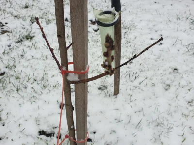Snijeg 8.1.2024. - čardak, strojevi, polje, voćke, kovaljice...