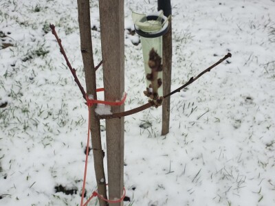 Snijeg 8.1.2024. - čardak, strojevi, polje, voćke, kovaljice...
