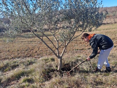 Did Mirko, sin Branimir i unuk Vid oživili didovinu u Rodaljicama Did Mirko, sin Branimir i unuk Vid oživili didovinu u Rodaljicama