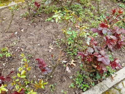 Ovčara Levanjska Varoš