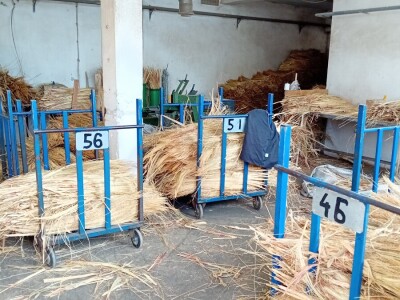 Proizvodnja metle u Bačkom Petrovcu