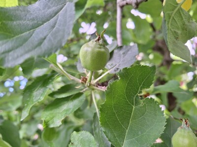 Bolesti jabuke i čime ih suzbiti Bolesti jabuke i čime ih suzbiti