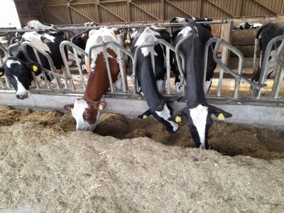 Košnja na parceli obitelji Čerba