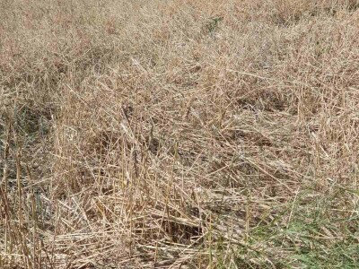 Uništeni usevi od grada u Braničevu