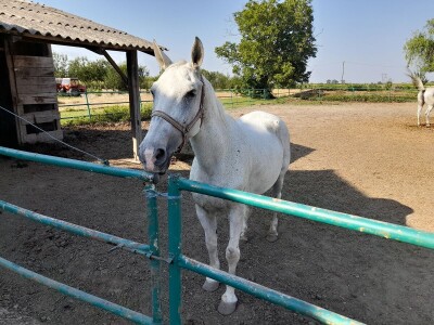 Konjički klub u Ernestinovu