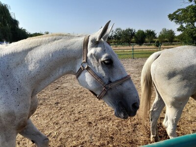 Konjički klub u Ernestinovu