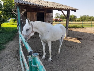 Konjički klub u Ernestinovu