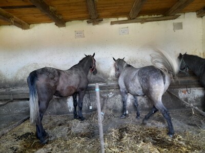 Konjički klub u Ernestinovu