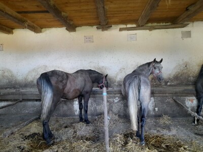 Konjički klub u Ernestinovu