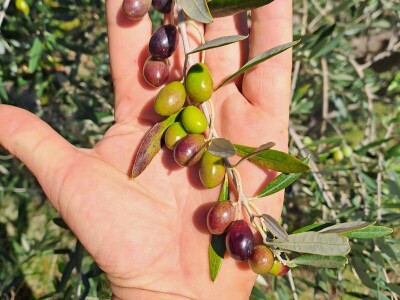 Did Mirko, sin Branimir i unuk Vid oživili didovinu u Rodaljicama Did Mirko, sin Branimir i unuk Vid oživili didovinu u Rodaljicama