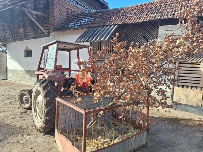 Badnji dan Badnji dan