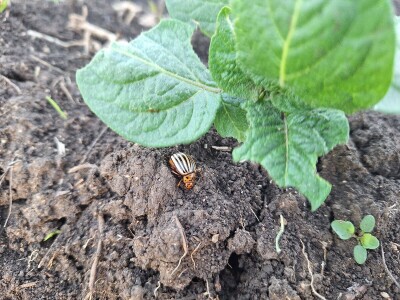 Krompirova zlatica Krompirova zlatica