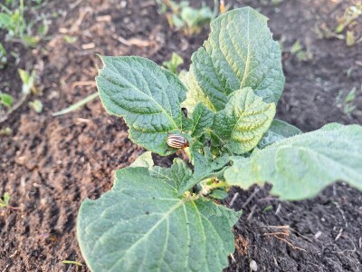 Krompirova zlatica Krompirova zlatica