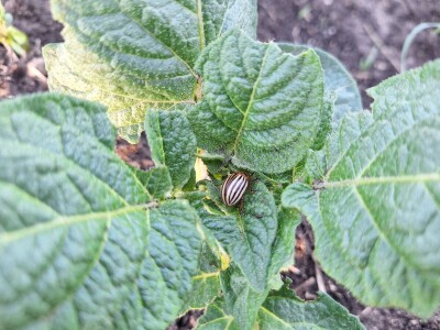 Krompirova zlatica Krompirova zlatica