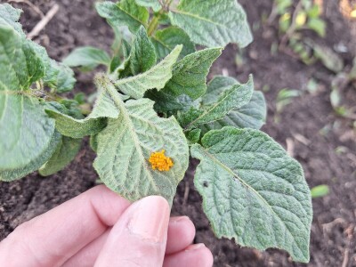 Krompirova zlatica Krompirova zlatica