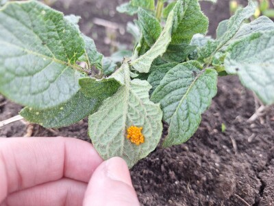 Krompirova zlatica Krompirova zlatica