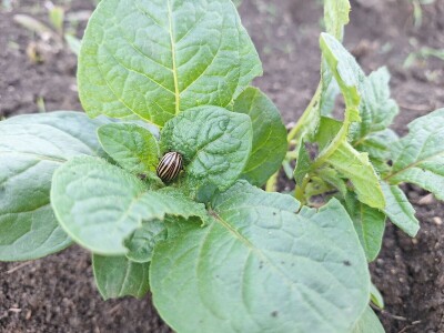 Krompirova zlatica Krompirova zlatica