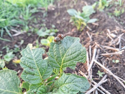 Krompirova zlatica Krompirova zlatica