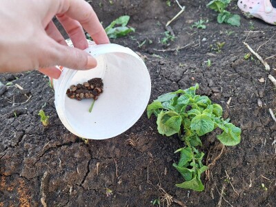 Krompirova zlatica Krompirova zlatica