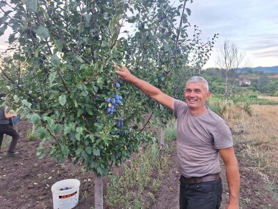 Berba šljive kod Dalibora Cvetkovića iz Jakovca